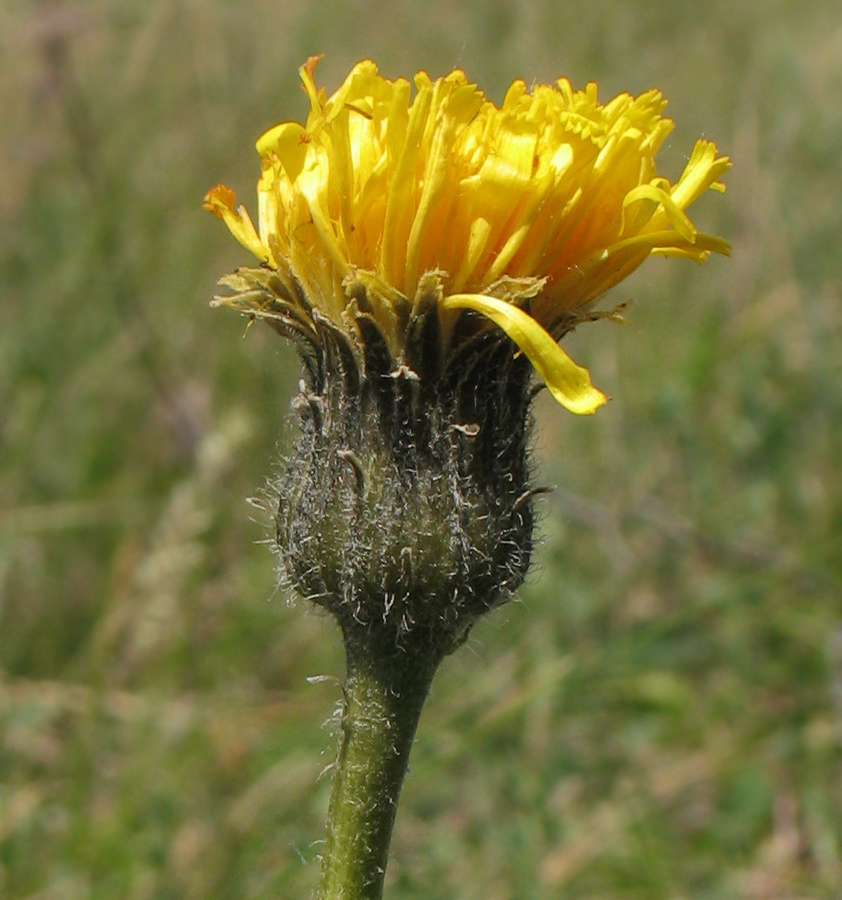 Image of Trommsdorffia maculata specimen.