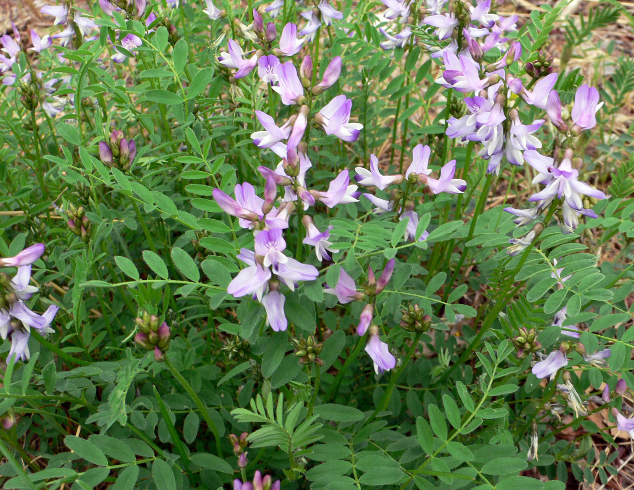 Image of Astragalus alpinus specimen.