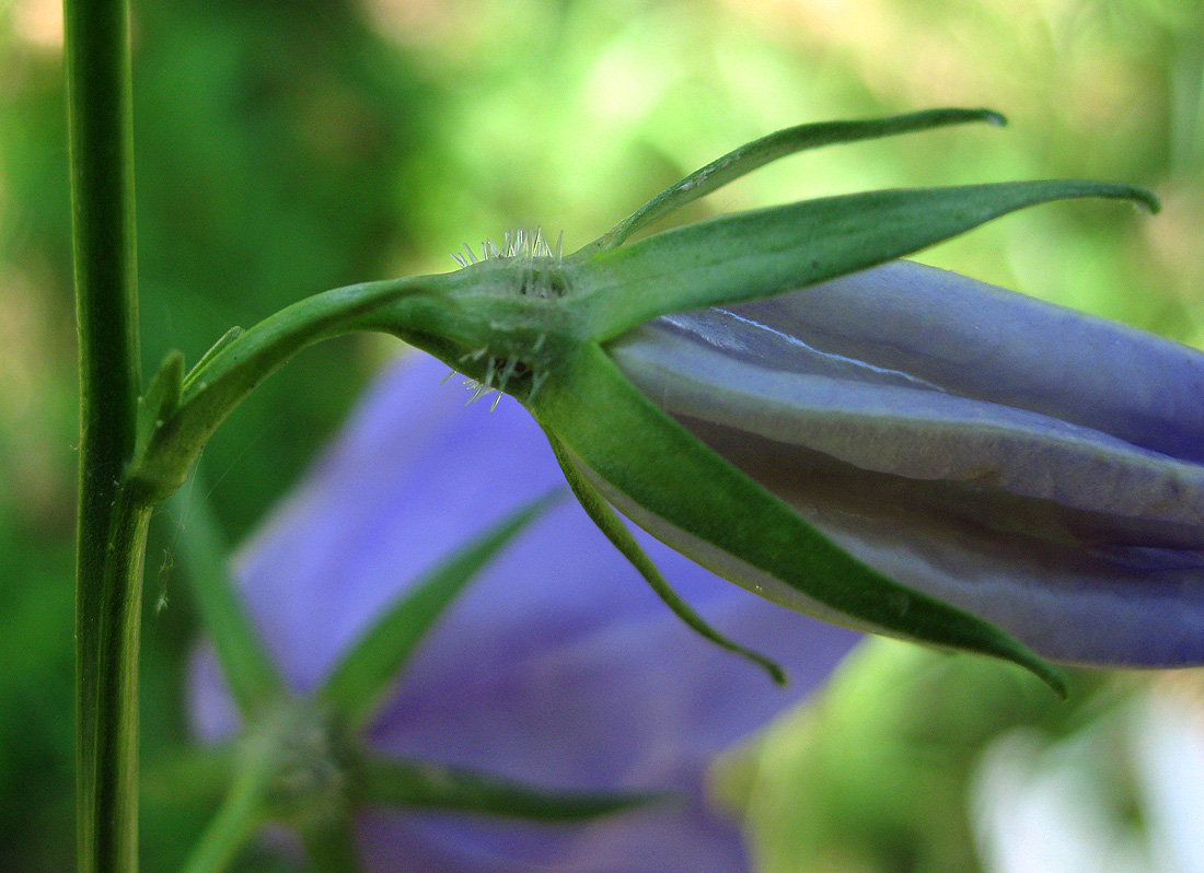 Image of Campanula persicifolia specimen.