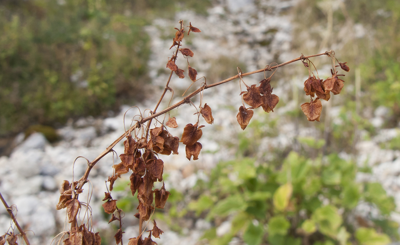 Изображение особи Rumex alpinus.