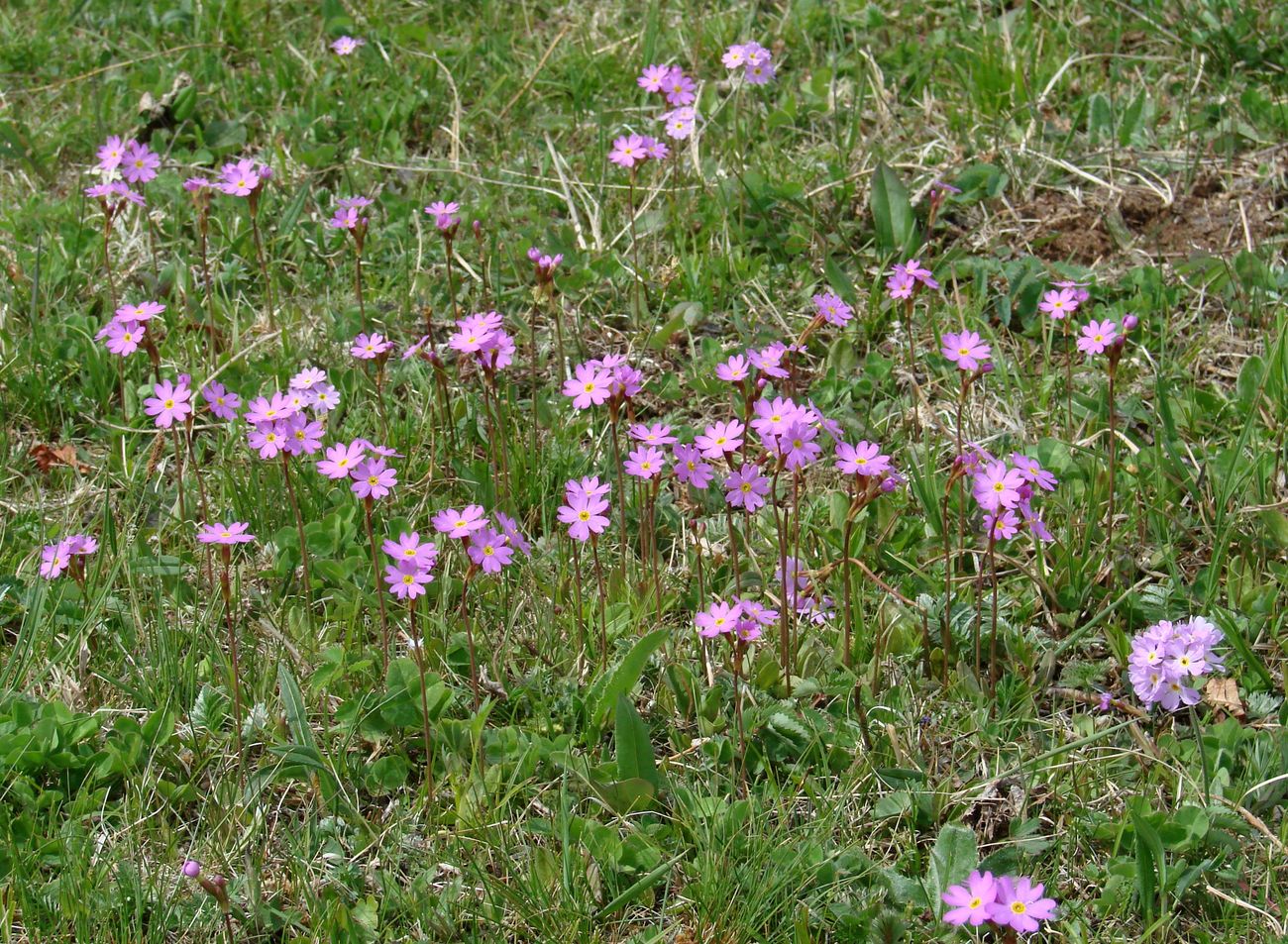 Image of Primula nutans specimen.