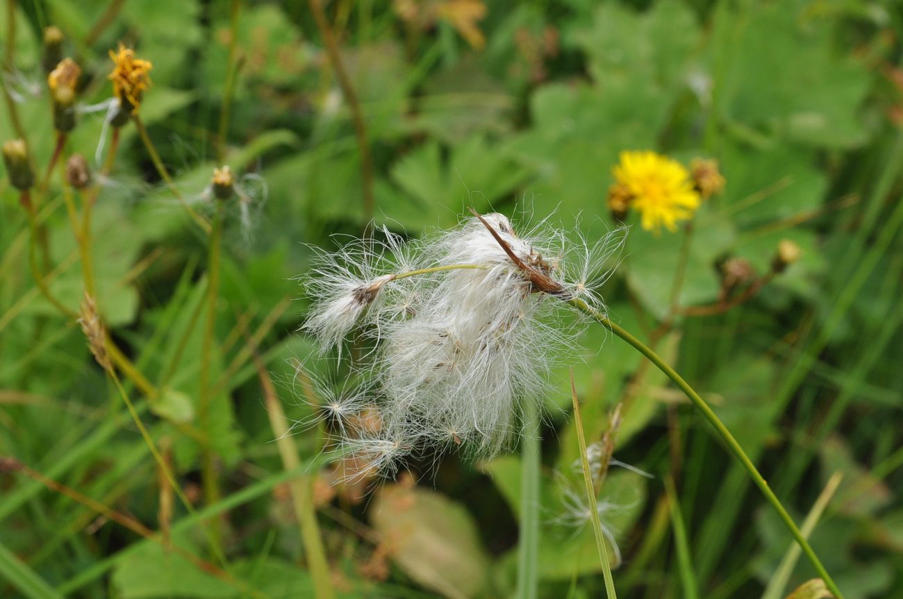 Изображение особи род Eriophorum.