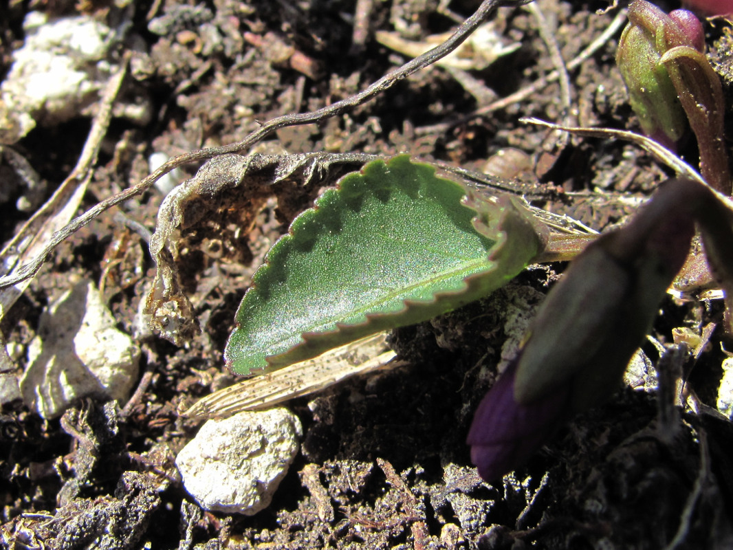 Image of Viola somchetica specimen.