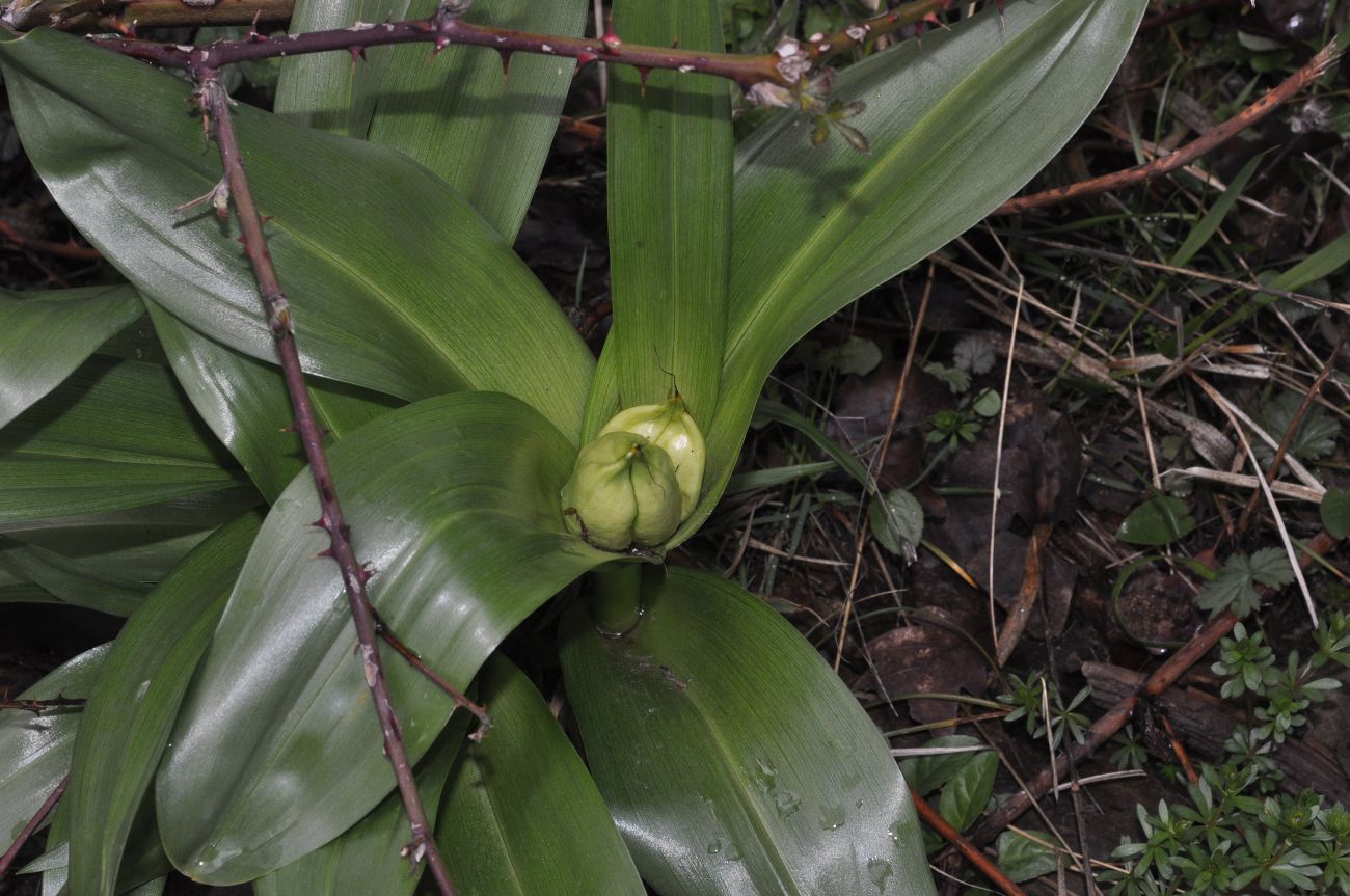 Image of Colchicum speciosum specimen.