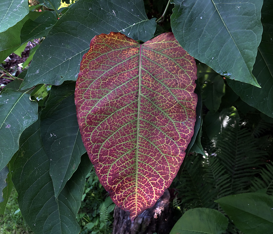 Изображение особи Reynoutria sachalinensis.