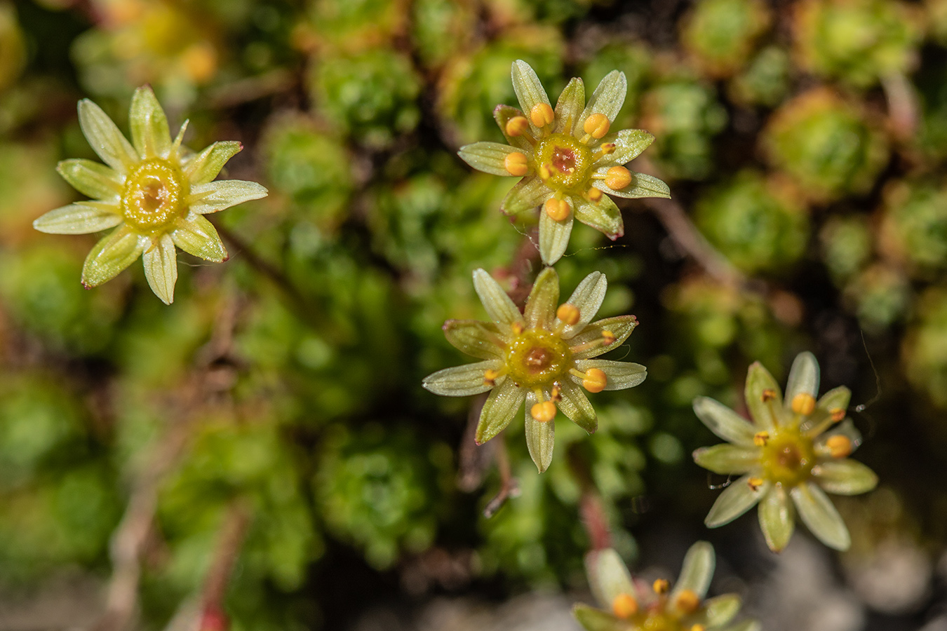 Изображение особи Saxifraga moschata.