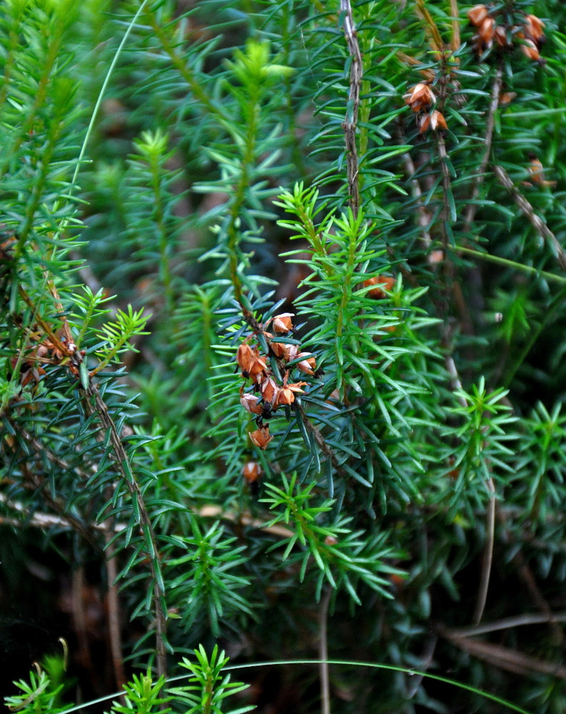 Image of Erica carnea specimen.