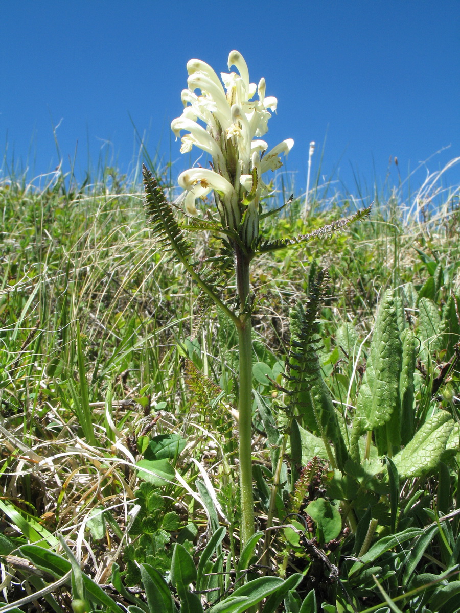 Image of Pedicularis venusta specimen.