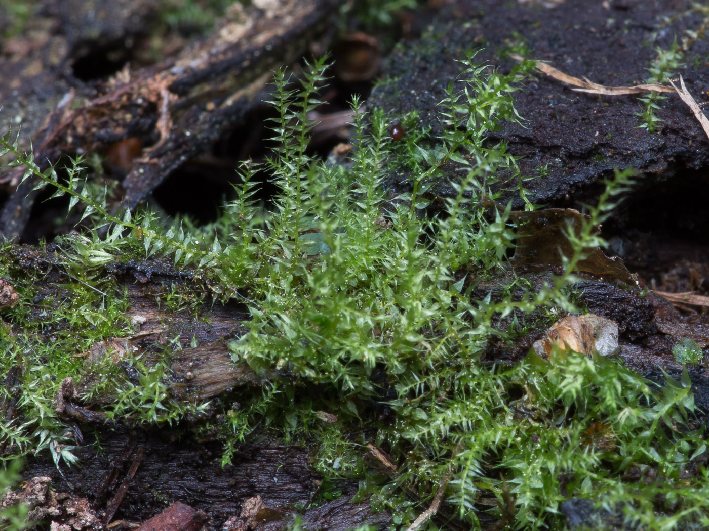 Image of Amblystegium serpens specimen.