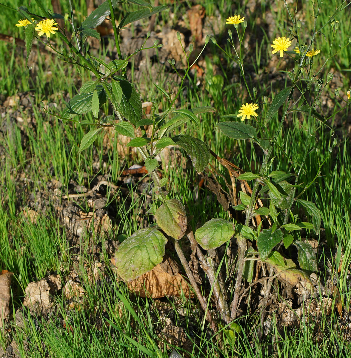 Image of Lapsana communis specimen.