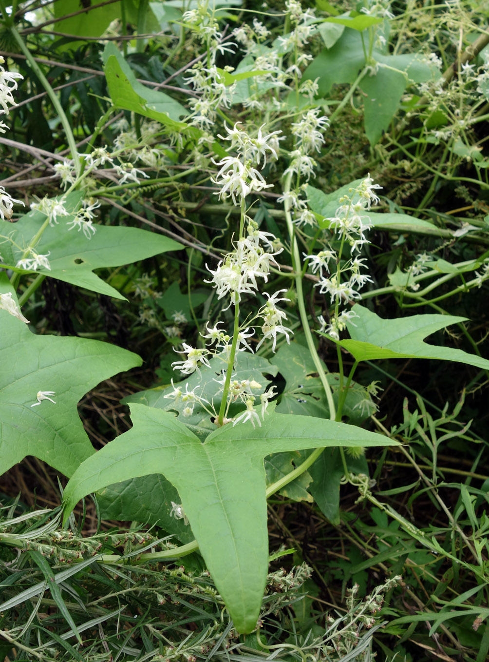 Изображение особи Echinocystis lobata.