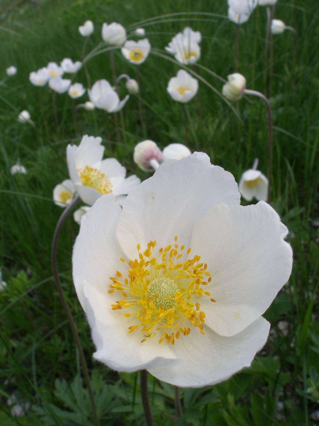 Image of Anemone sylvestris specimen.