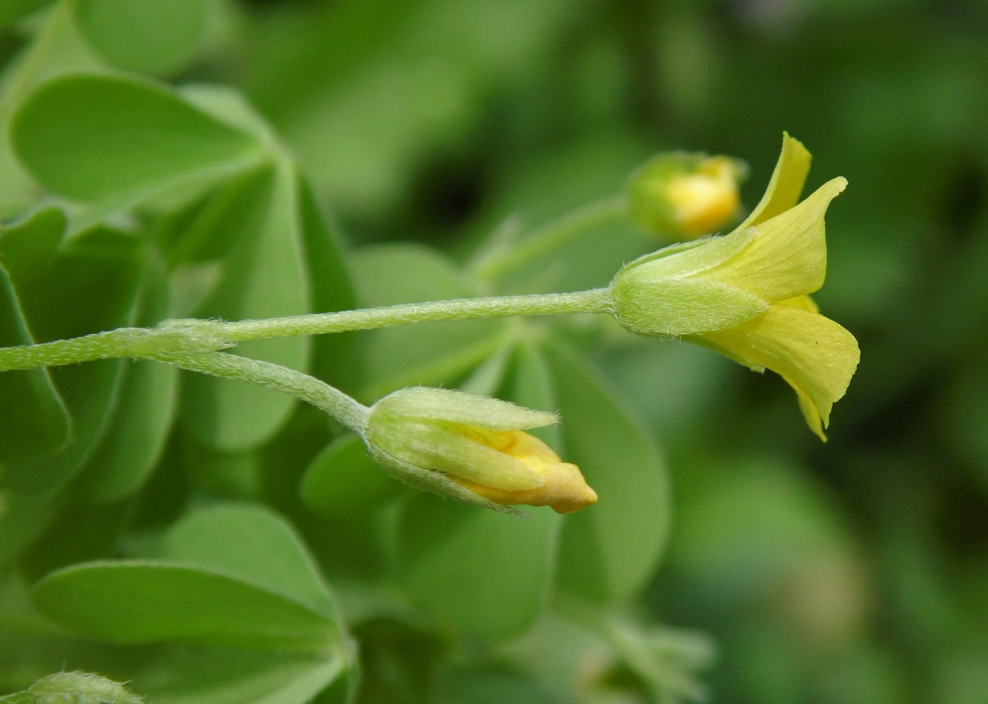 Изображение особи Oxalis dillenii.