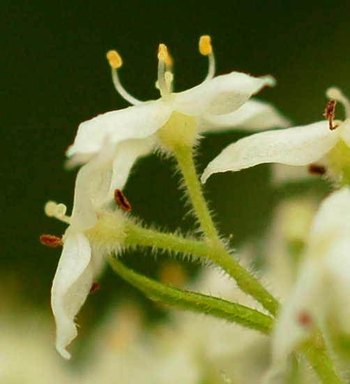 Изображение особи род Galium.