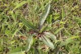 Cirsium esculentum