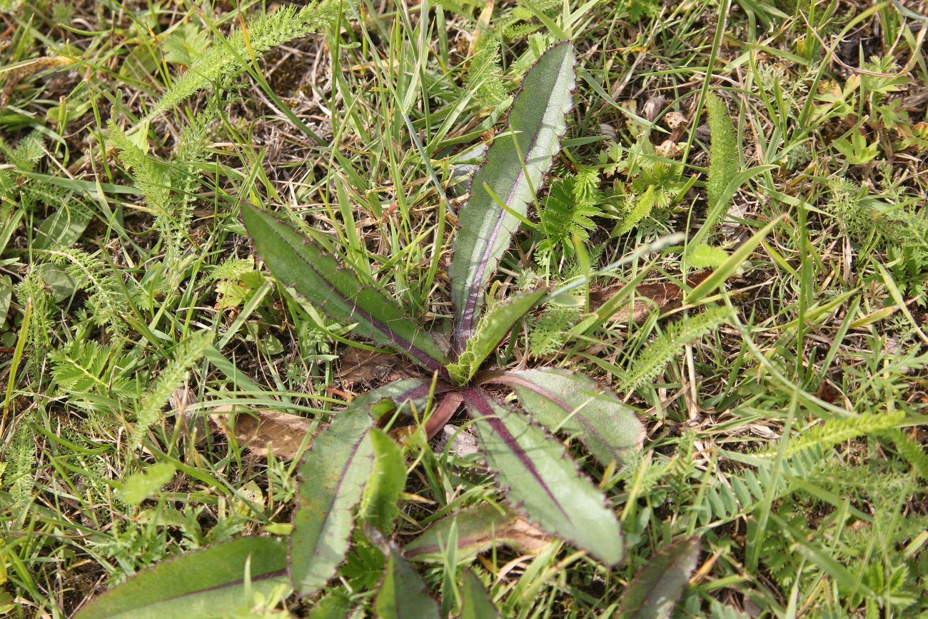 Image of Cirsium esculentum specimen.