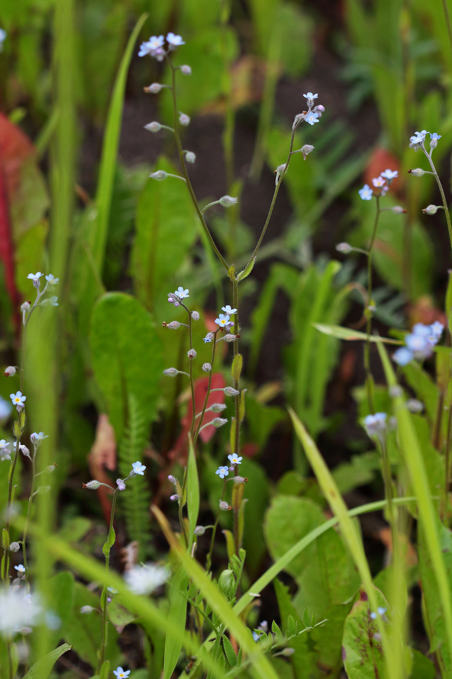 Image of Myosotis arvensis specimen.