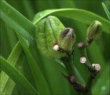 Hemerocallis × hybrida