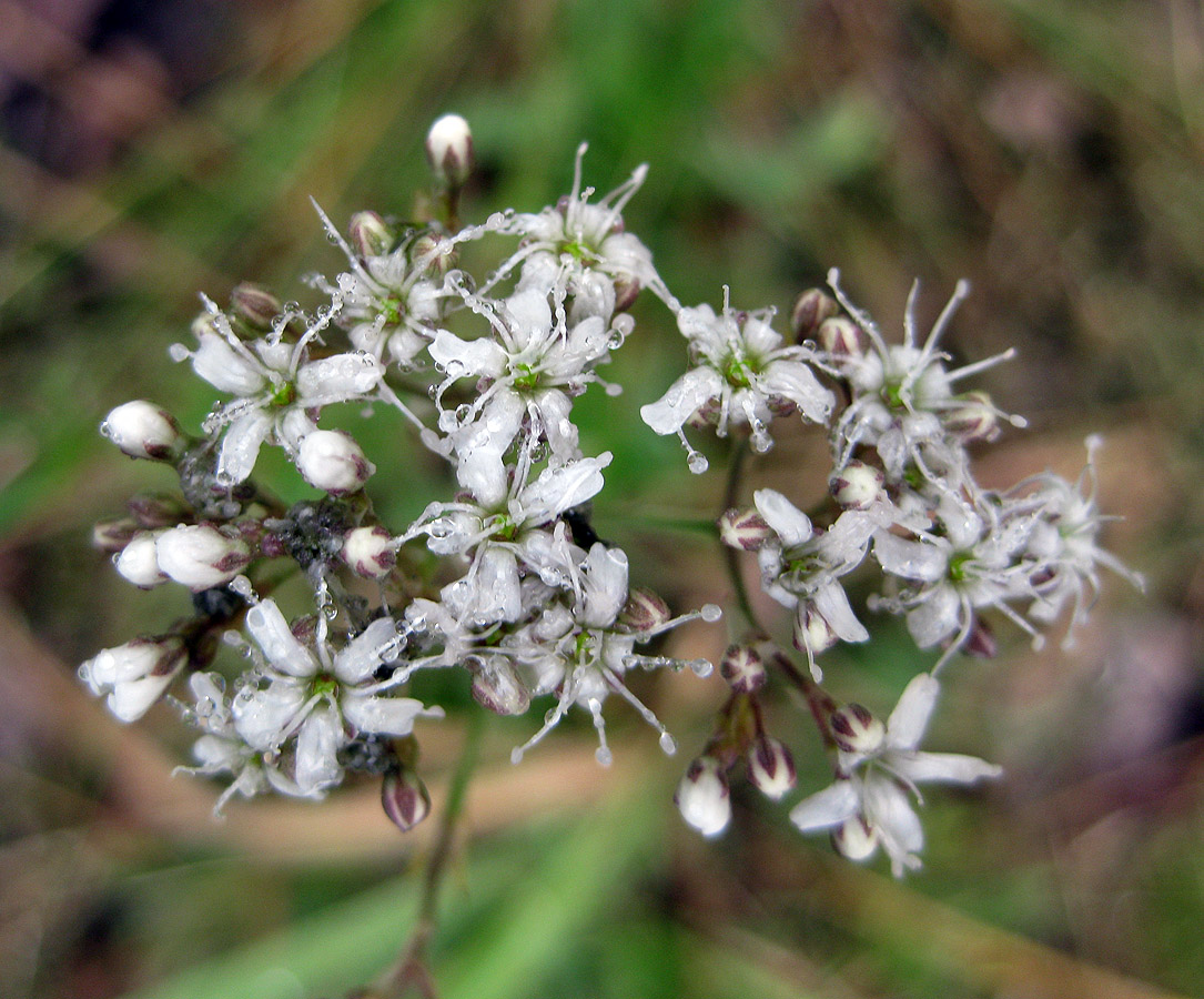 Image of Gypsophila fastigiata specimen.