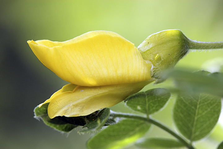 Изображение особи Caragana arborescens.