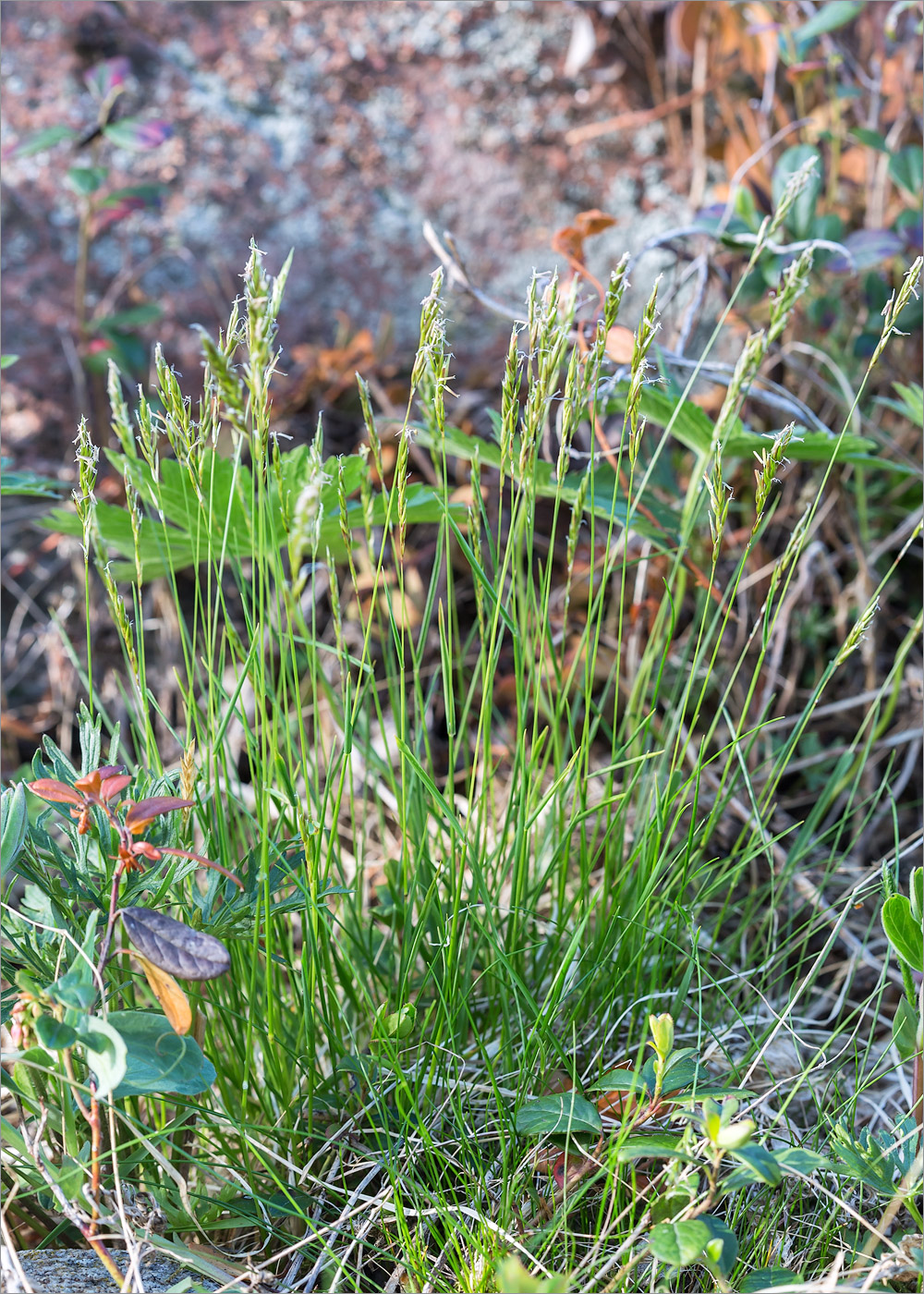 Image of Anthoxanthum odoratum specimen.