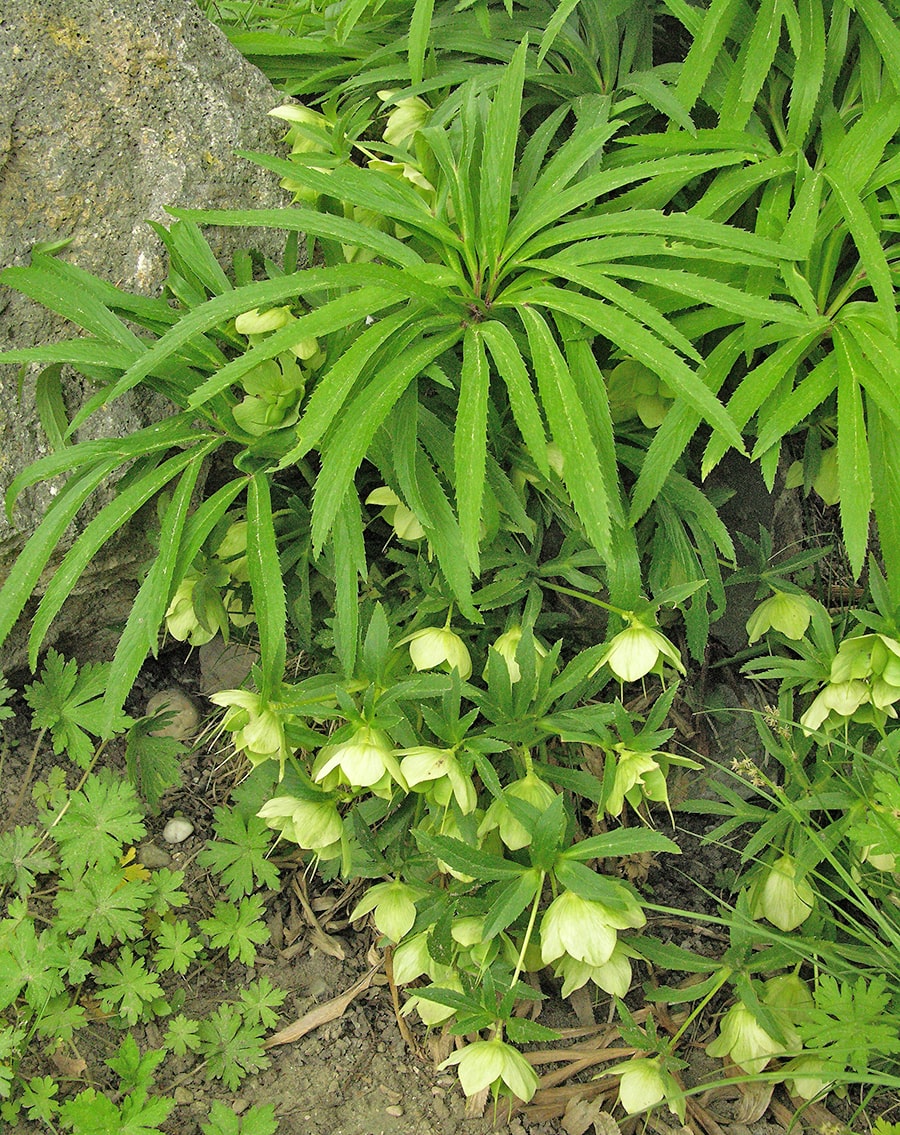 Image of Helleborus multifidus specimen.