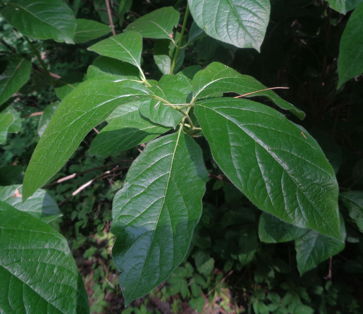 Image of Lonicera involucrata specimen.