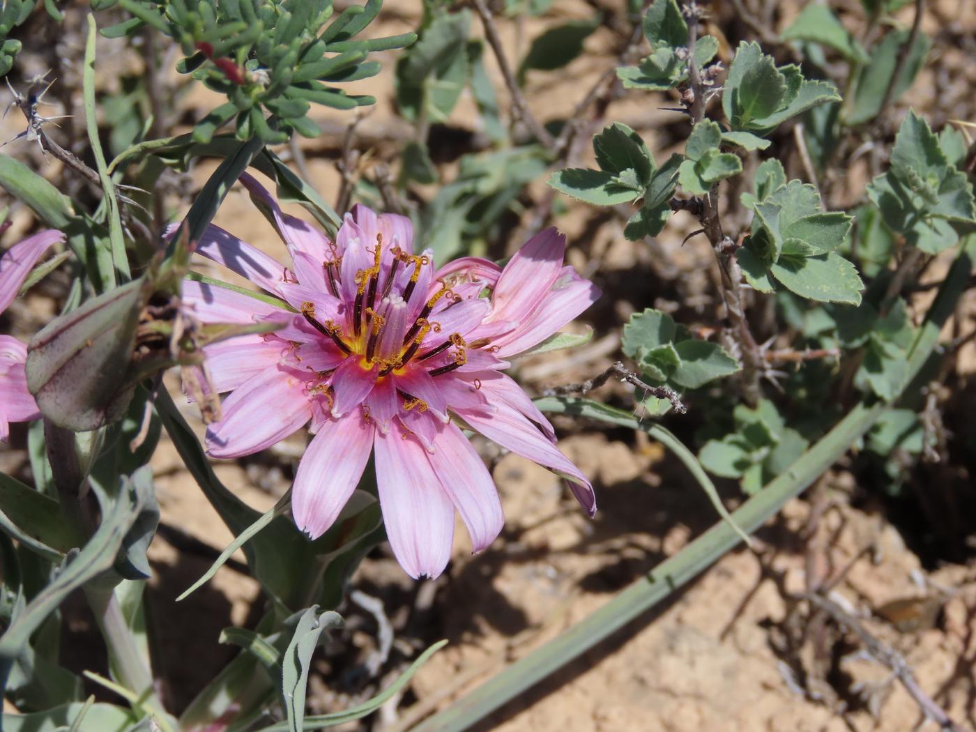 Image of Tragopogon ruber specimen.