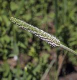 Plantago urvillei. Бутонизирующее соцветие. Пермский край, Кунгурский р-н, окр. с. Плехановское, окр. ур. Мысы, под пологом берёзовой рощи. 05.06.2021.