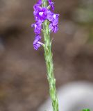 Stachytarpheta cayennensis