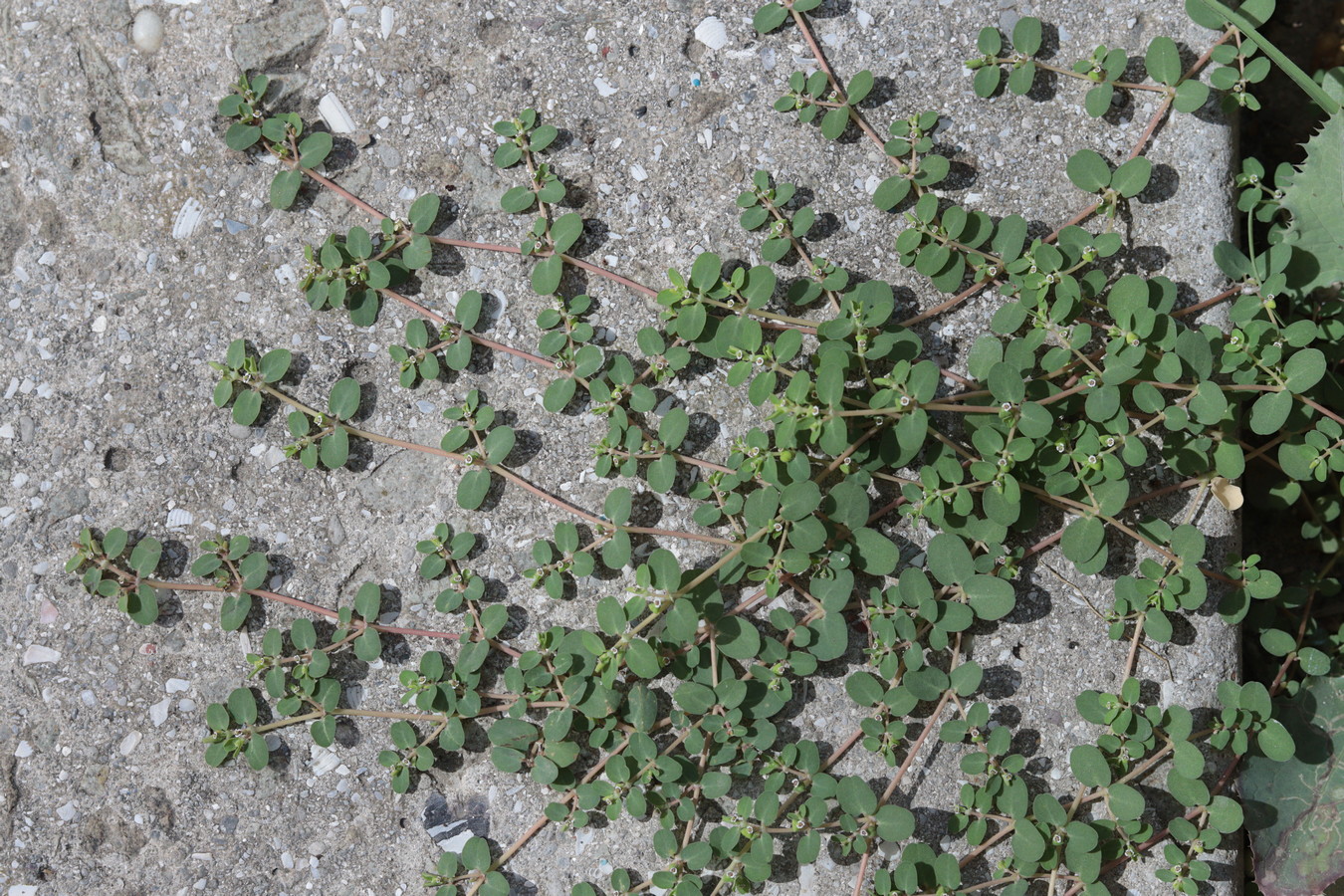 Image of Euphorbia serpens specimen.