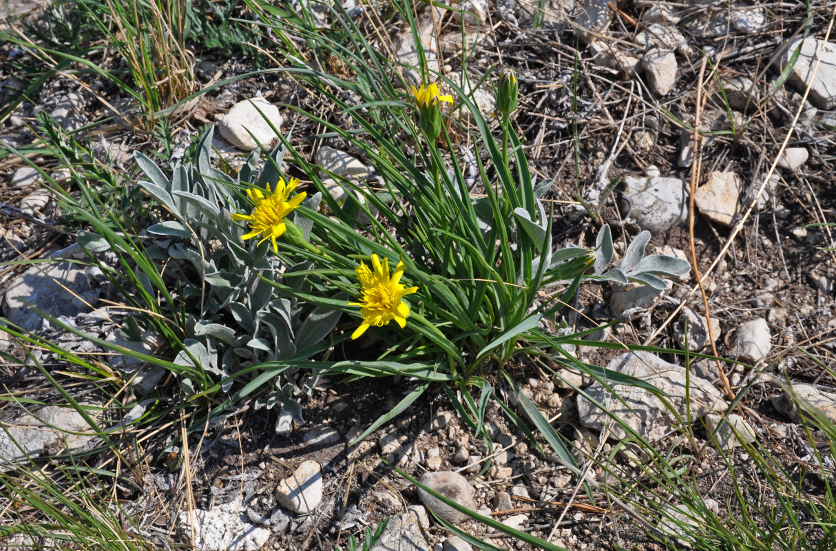 Изображение особи Scorzonera austriaca.