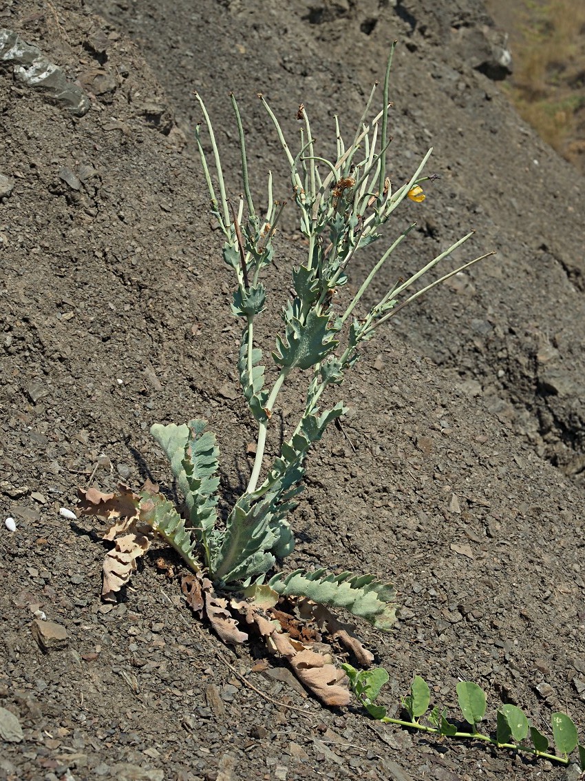 Изображение особи Glaucium flavum.