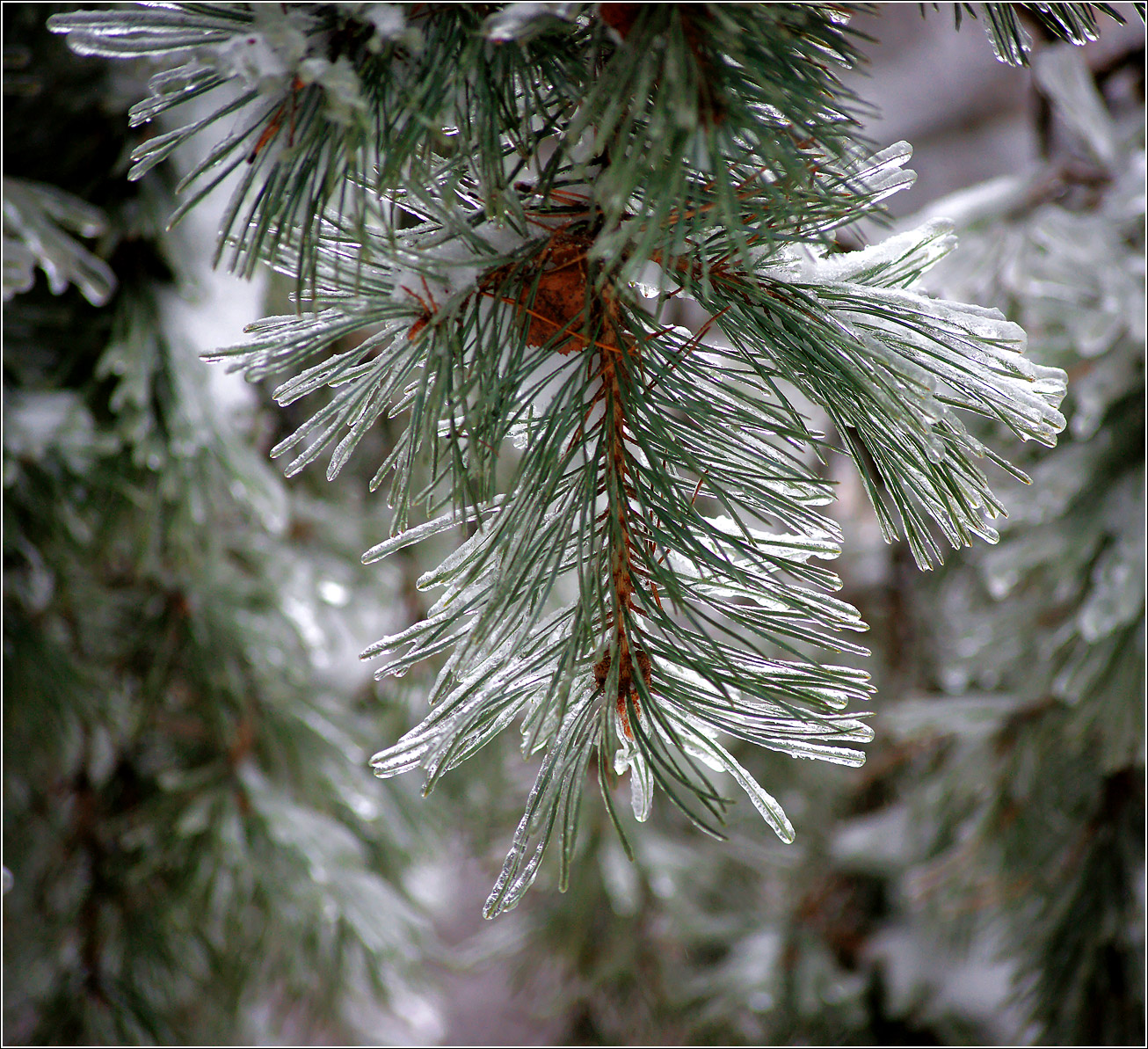 Изображение особи Pinus sylvestris.