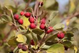 Cotoneaster multiflorus