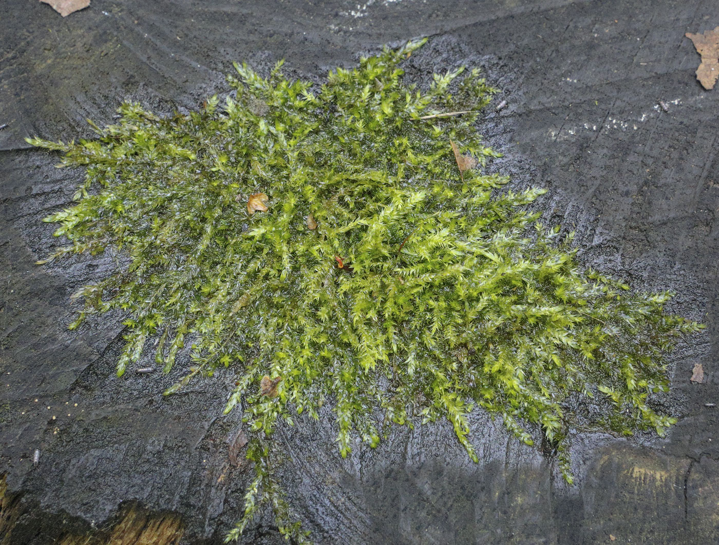 Image of familia Pylaisiaceae specimen.