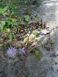 Lactuca sibirica