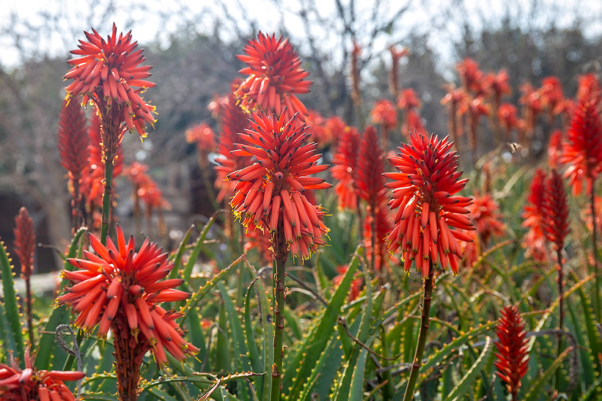 Image of Aloe arborescens specimen.