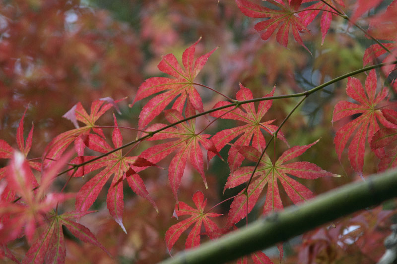 Image of Acer palmatum specimen.