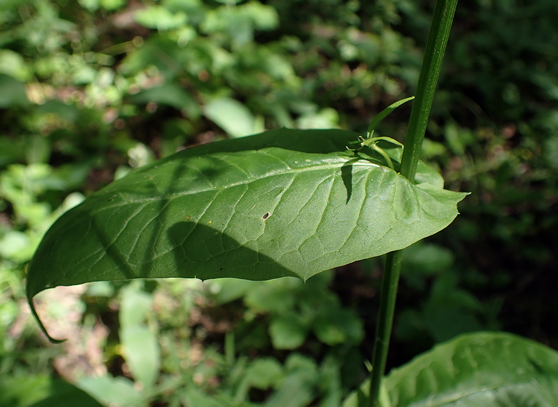 Image of Crepis paludosa specimen.