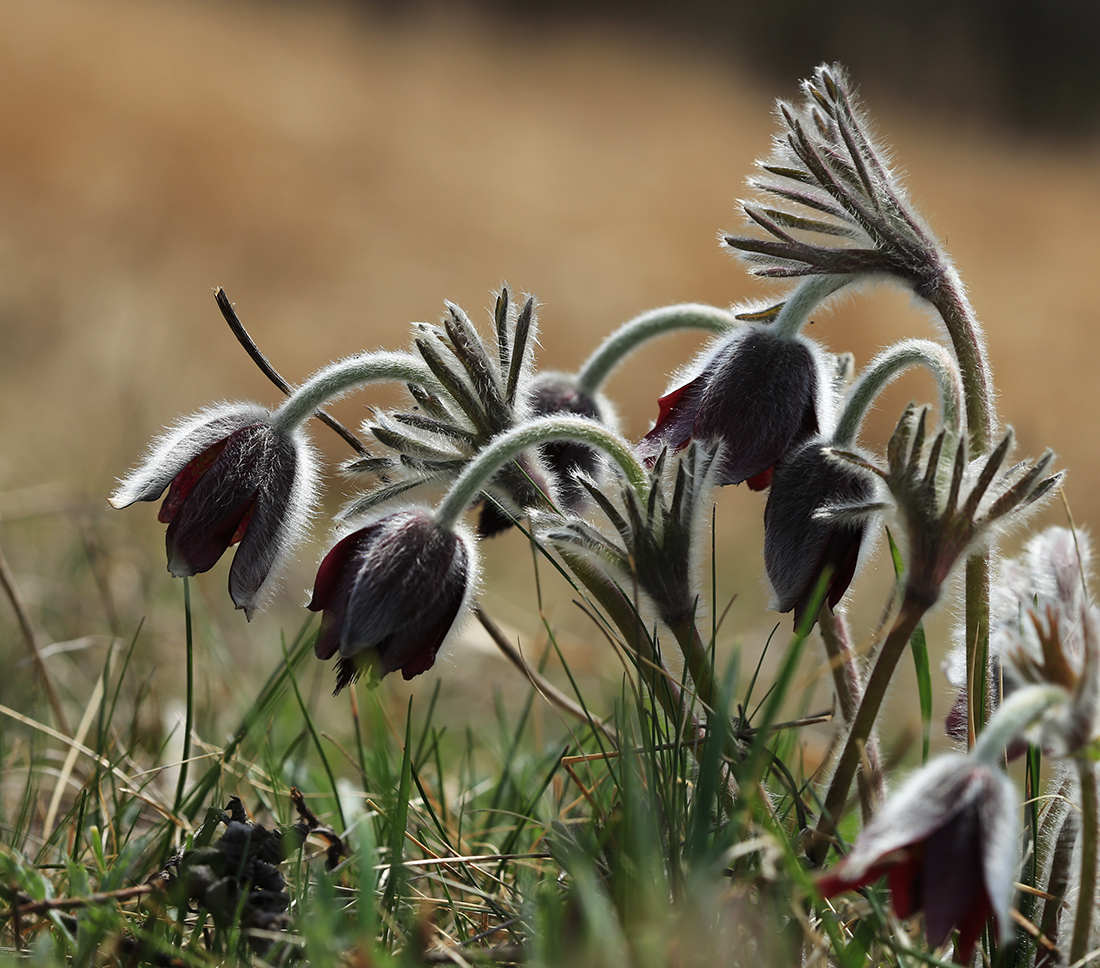 Image of Pulsatilla cernua specimen.