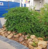 Carissa macrocarpa. Цветущее растение. Намибия, регион Khomas, г. Виндхук, аэропорт. 20.02.2020.