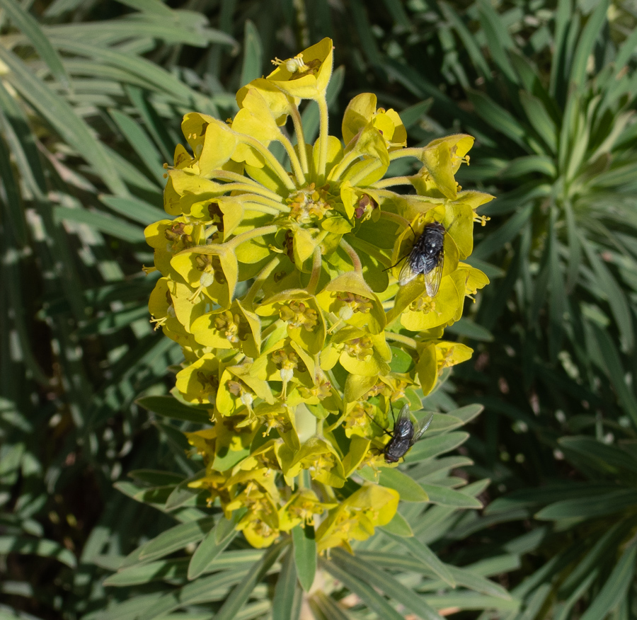 Изображение особи Euphorbia characias.