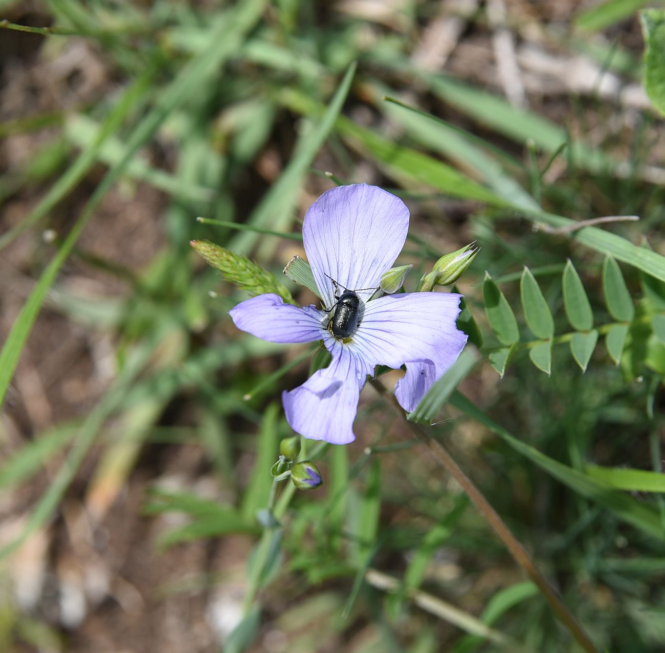 Изображение особи род Linum.