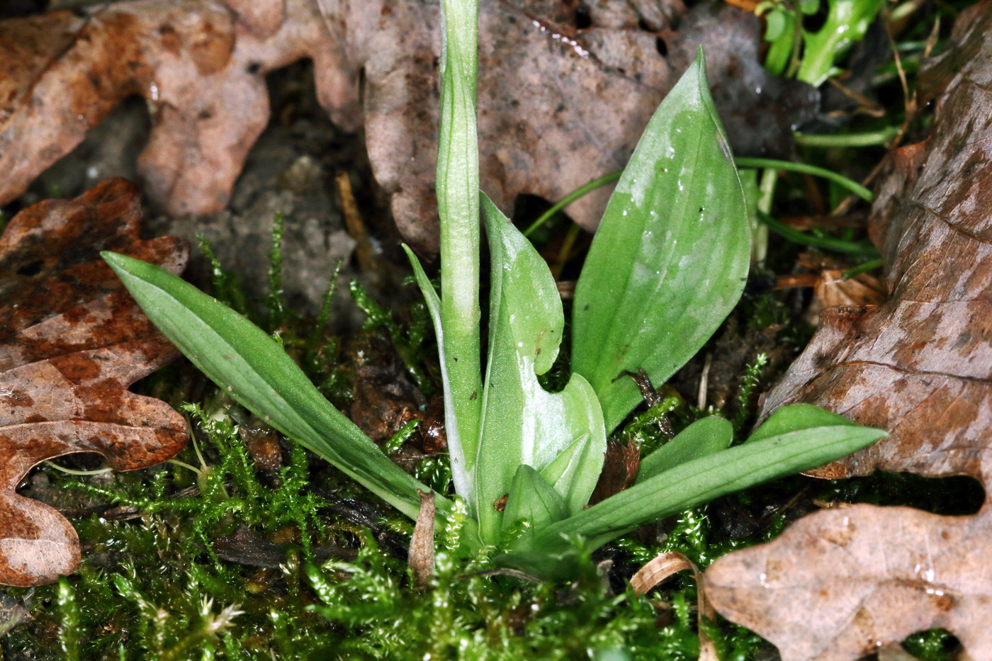 Изображение особи Spiranthes spiralis.