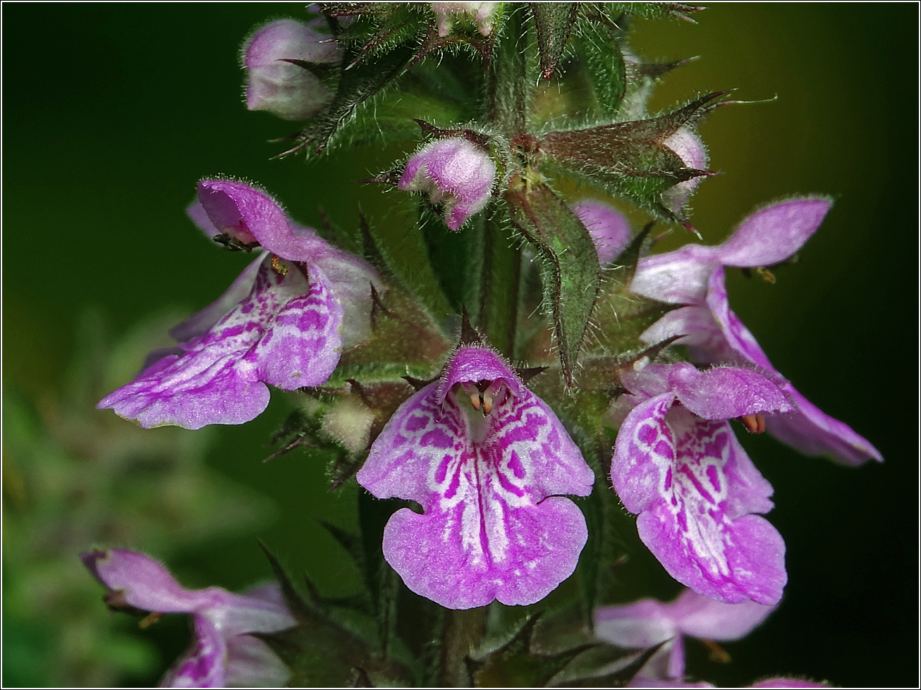 Изображение особи Stachys palustris.