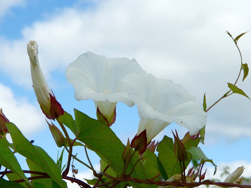 Изображение особи Calystegia sepium.