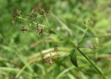 Galium boreale. Верхушка побега с соплодиями. Марий Эл, Медведевский р-н, окр. пос. Куяр, разнотравный луг. 20.08.2022.