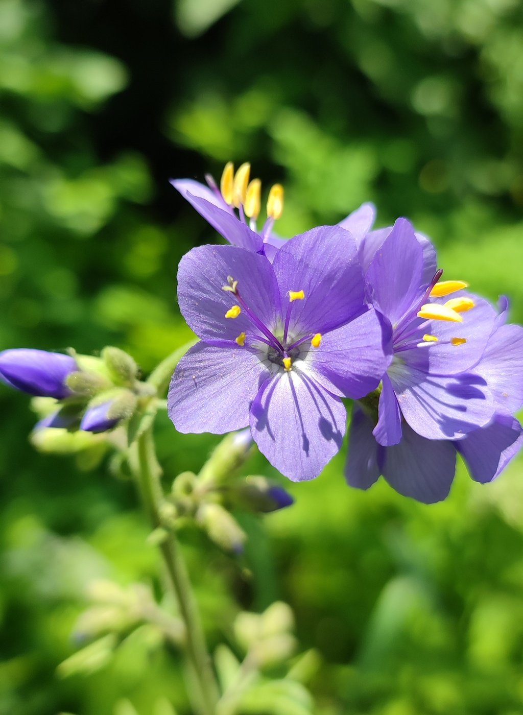 Изображение особи Polemonium caucasicum.