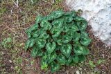 Cyclamen persicum. Вегетирующее растение. Израиль, лесопарк Шоам. 11.12.2022.